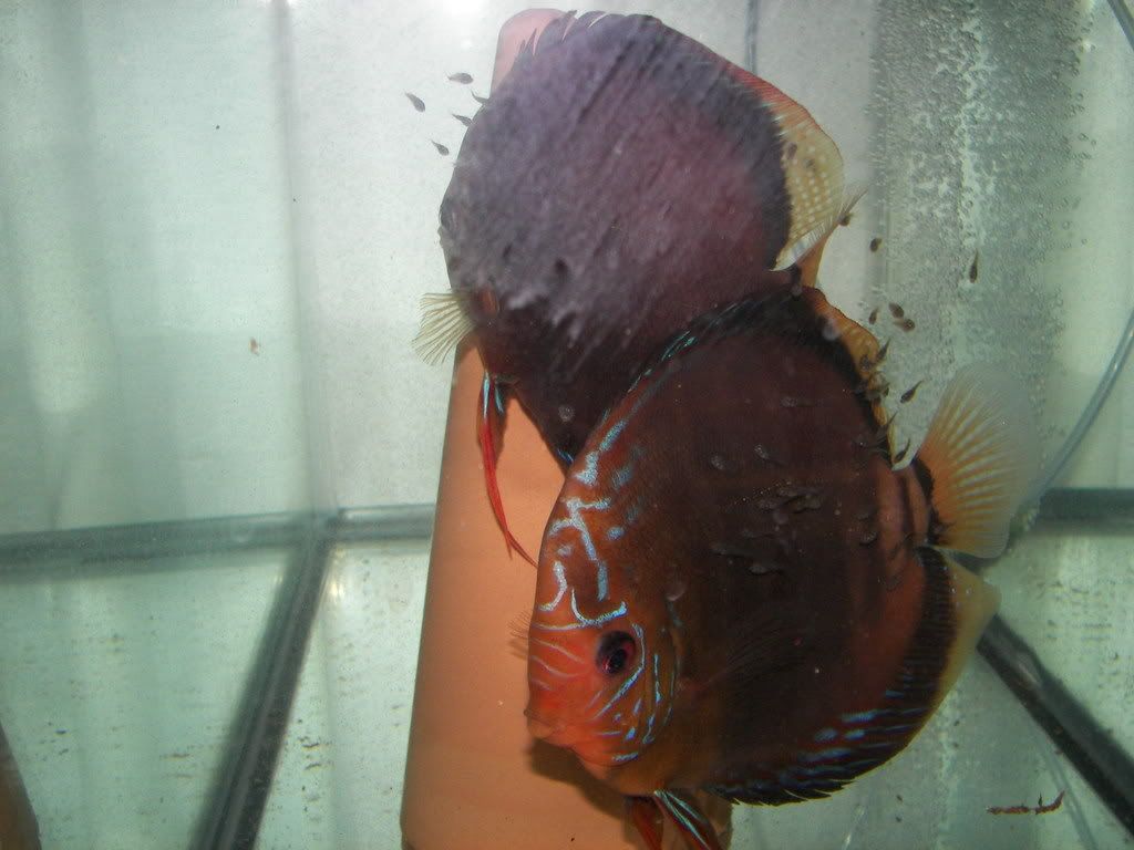 Breeding Discus in Tap Water.